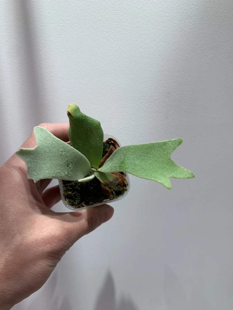 pn月光混台月鹿角蕨