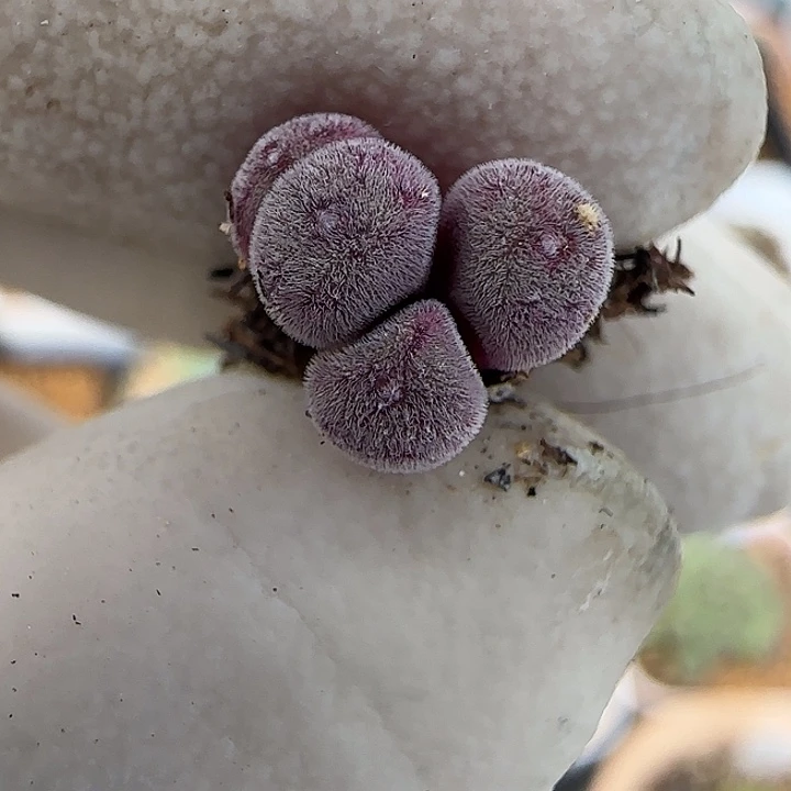 948猕猴桃优选小型种