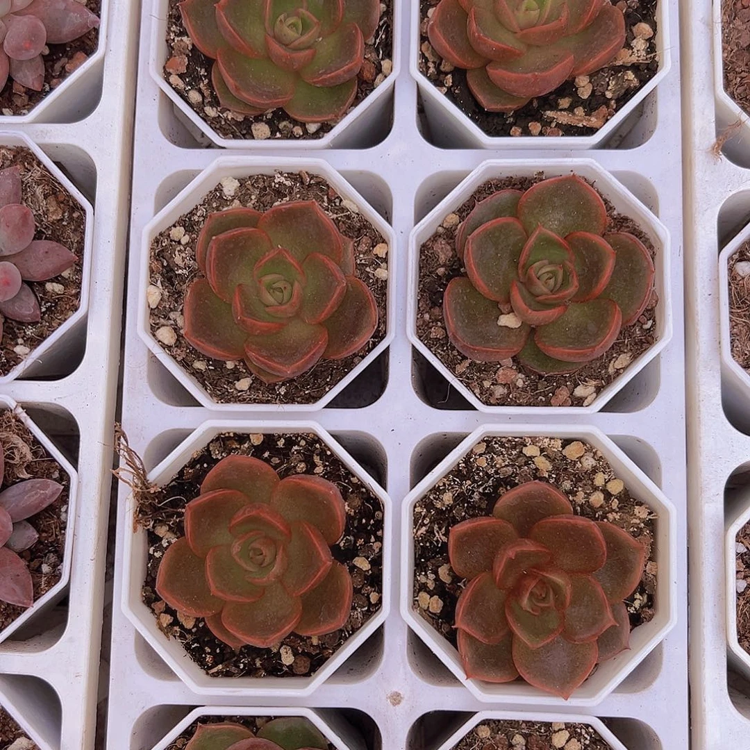 红灯多肉植物多肉