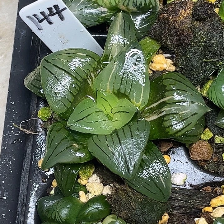 144巨大丸叶红纹寿锦脱土发货