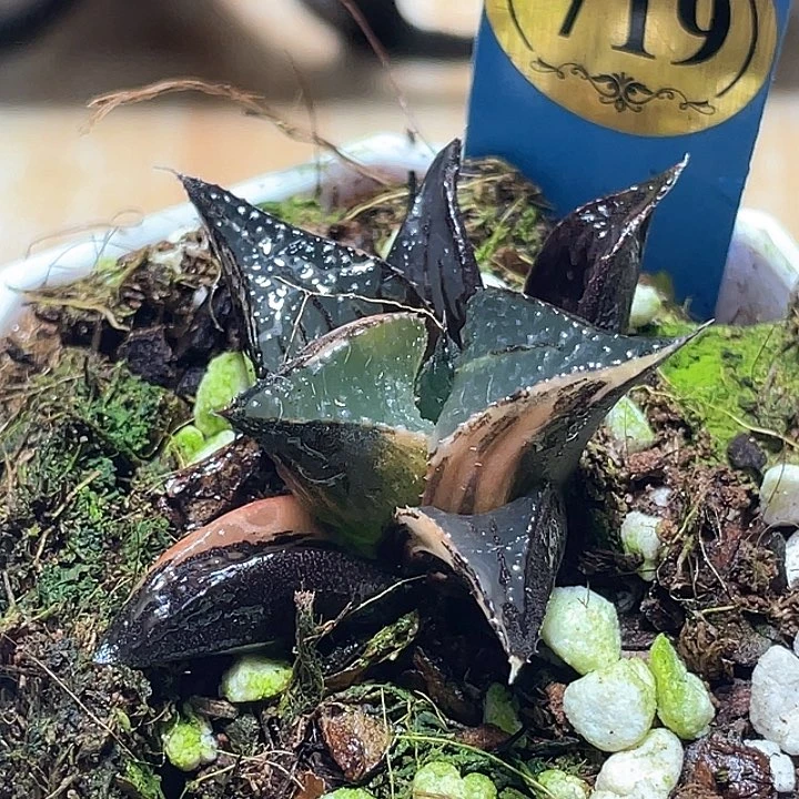719白凤锦一物一拍
