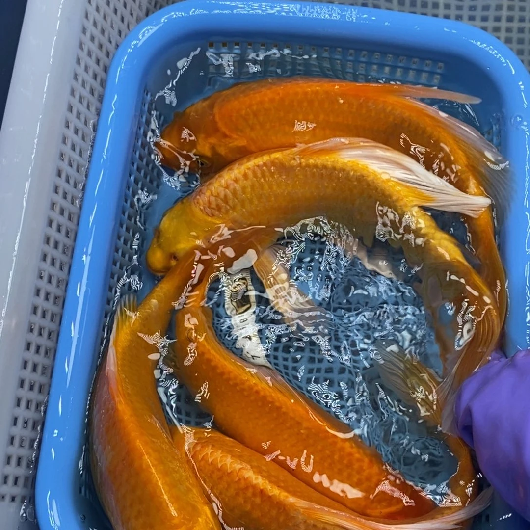 锦鲤冷水锦鲤包邮