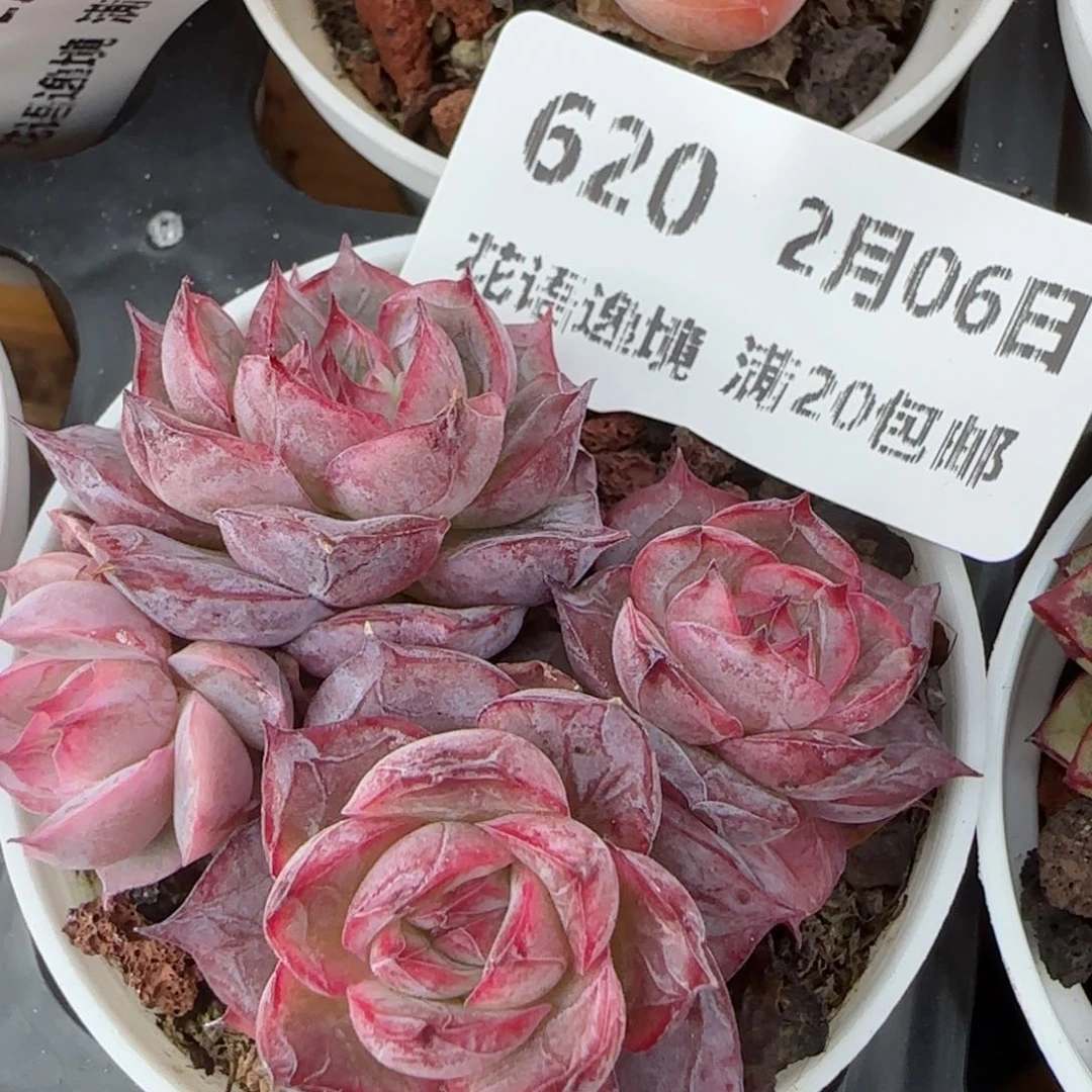 花语逸镜0206-620