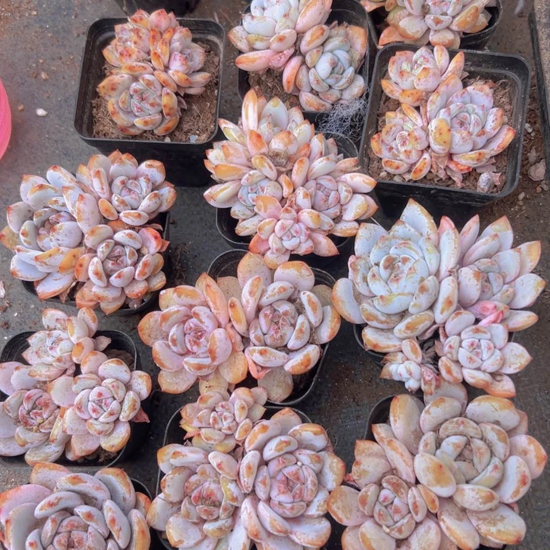 映**书20颗梦露里边两颗缀