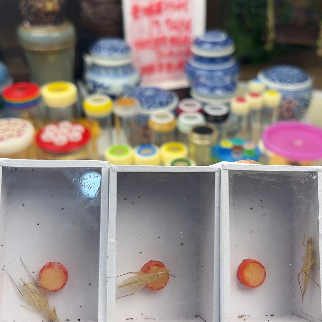 三条断须柬埔寨竹蛉