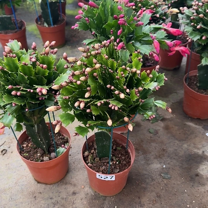 用***8大部分开放少量花苞527嫁接黄索