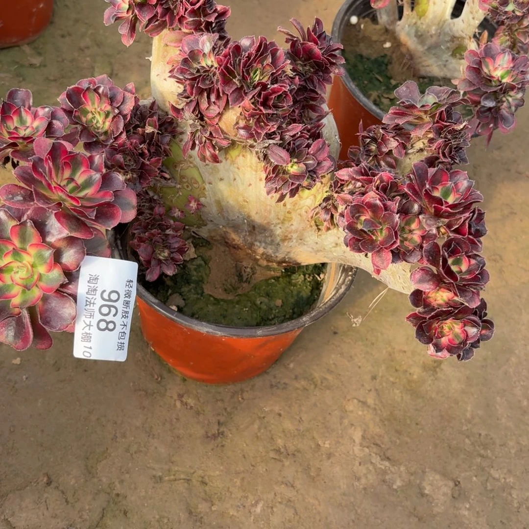 968香奈儿缀化多肉植物