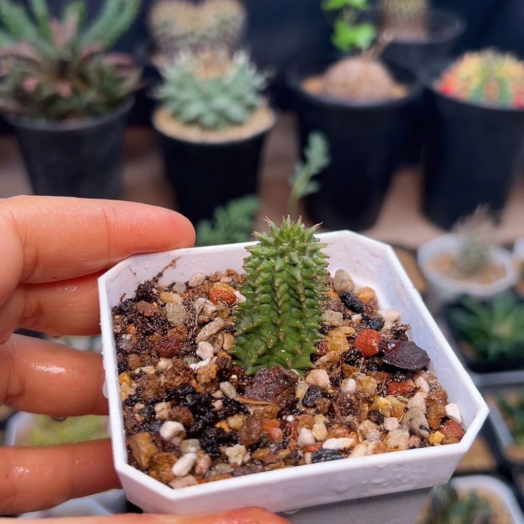 海胆自根，18包邮非偏远地区