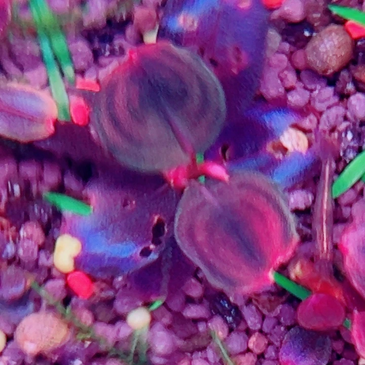 福利102号福利价一头植物