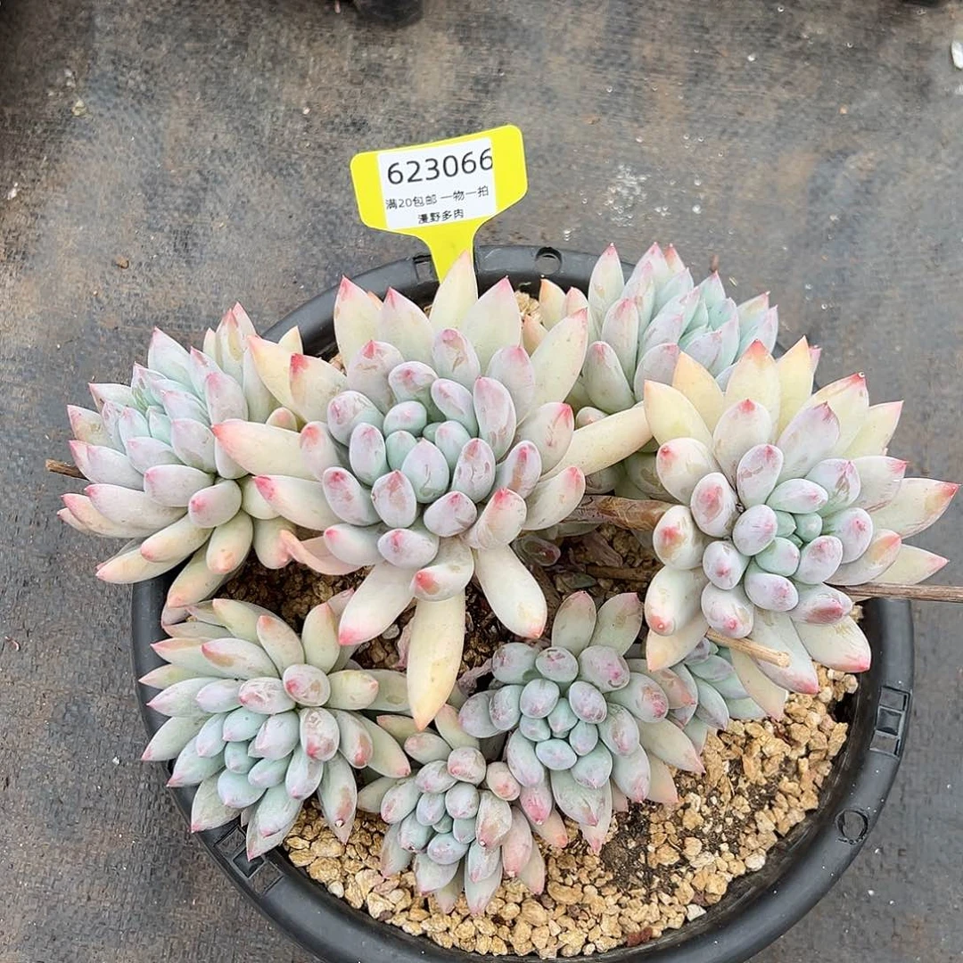 623066 黄体所罗门大群，必须拍冷链发货