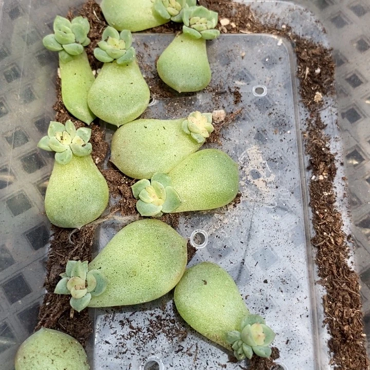 标签240珍妮芽苗一个多肉