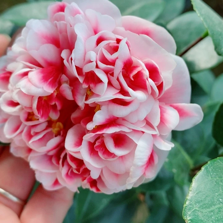 完全开放志愿者茶花