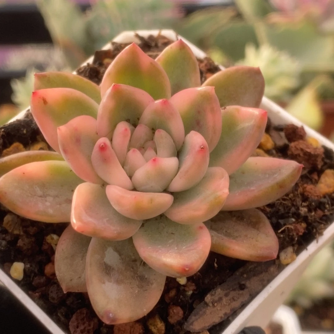 404冰月亮锦锦锦锦锦锦