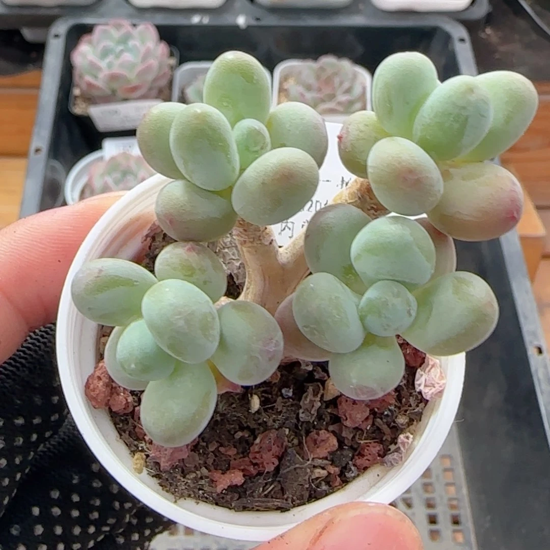 0618-165苹果美人