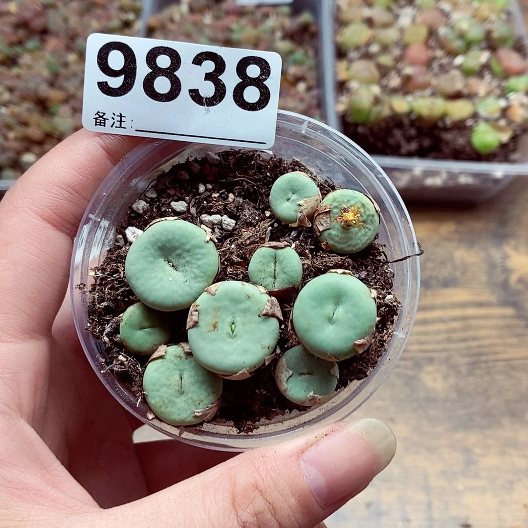 9838啊啦啦啦嘴来