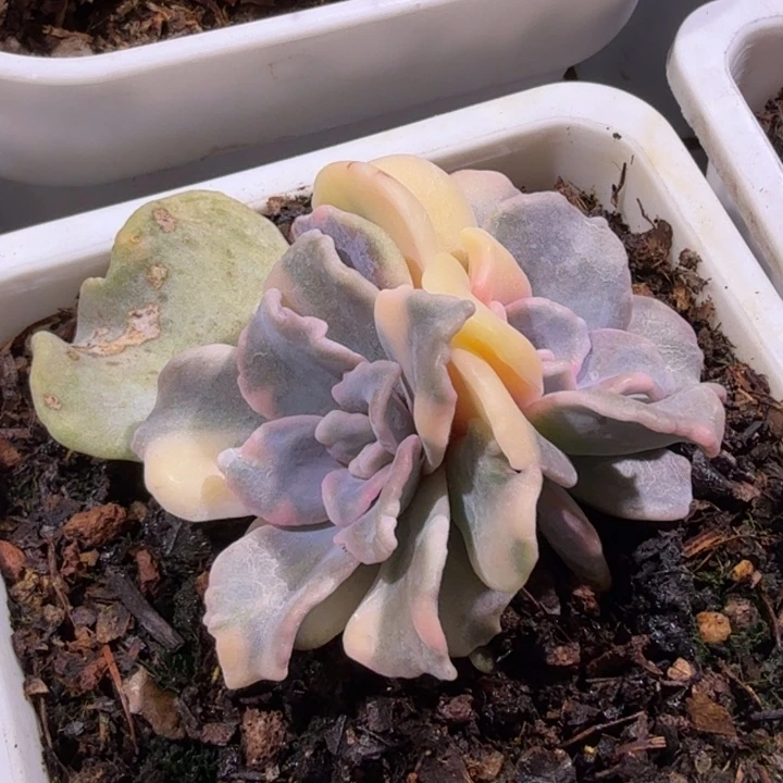 白饺子皮锦多肉植物