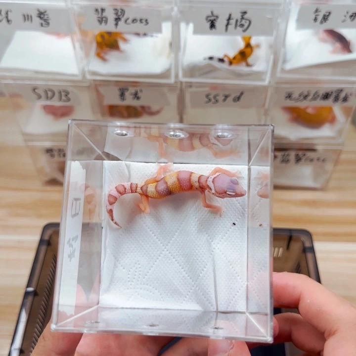 豹纹守宫日蚀母温