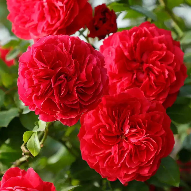 随机各种颜色的欧洲月季花随机发货月季花阳台庭院盆栽花卉