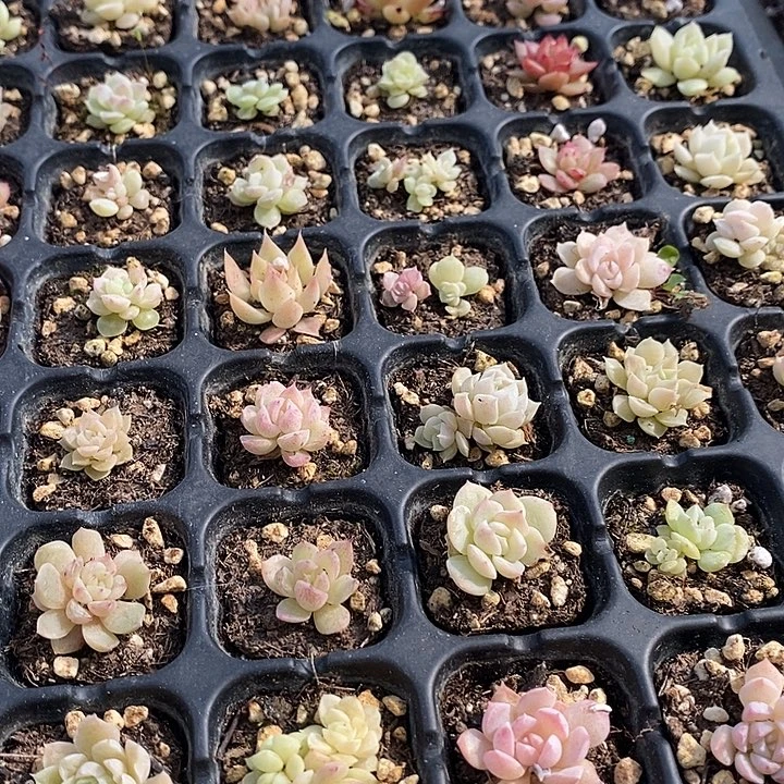 44 多肉植物盆栽花卉