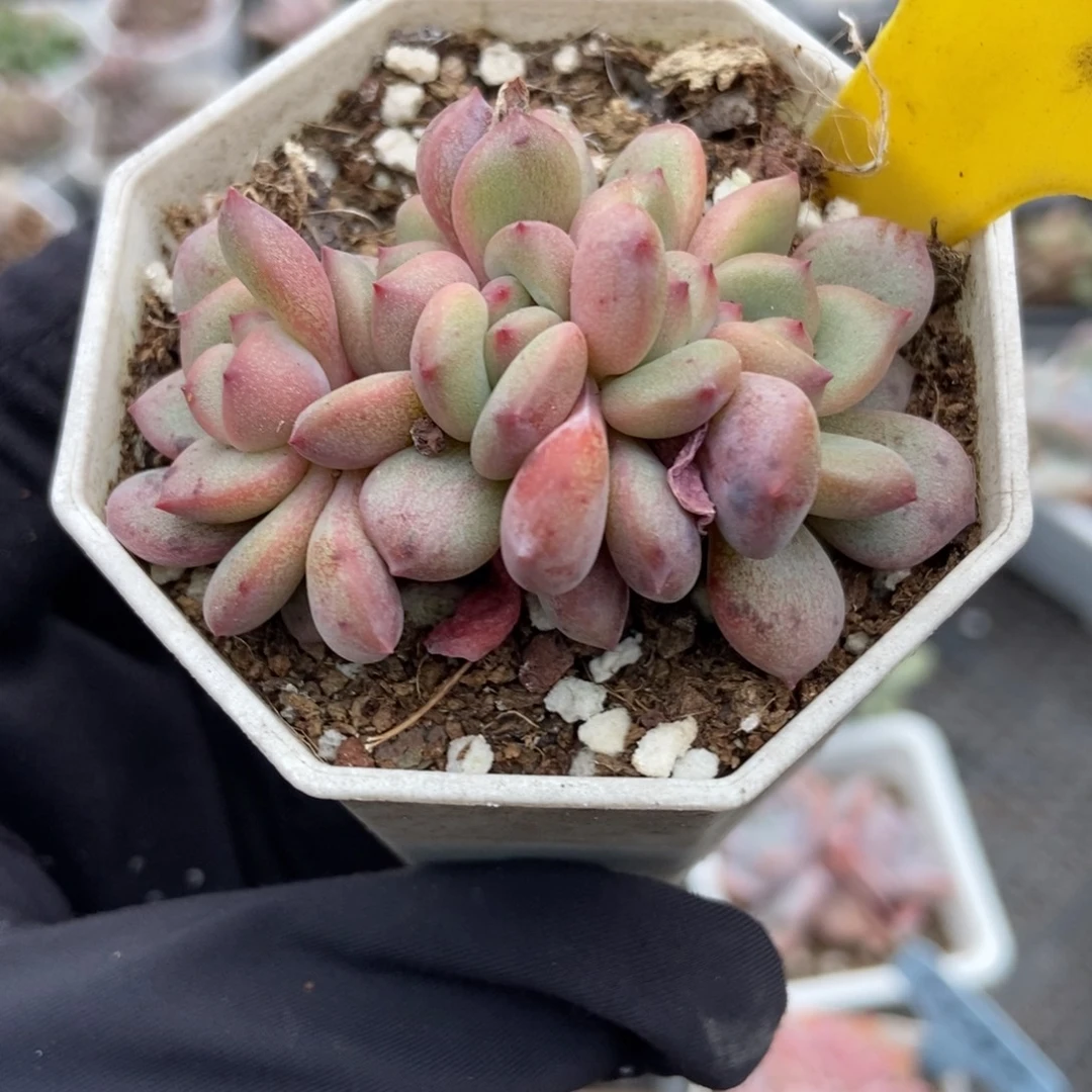 1099爱丽儿多肉植物多肉