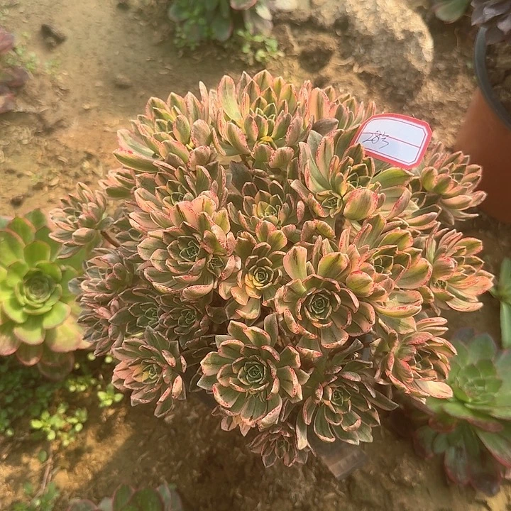 多肉植物甜茶28号不包损