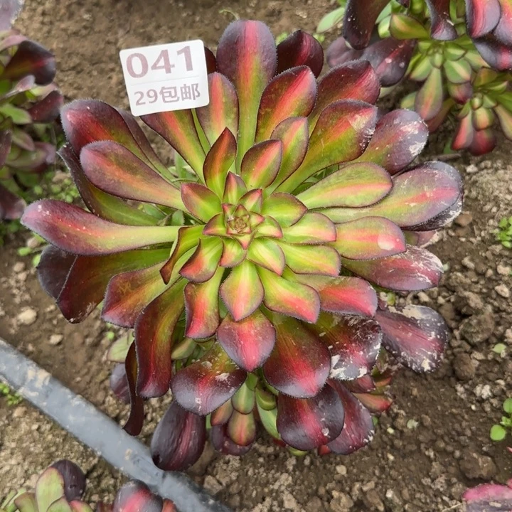 晚霞……多肉植物……