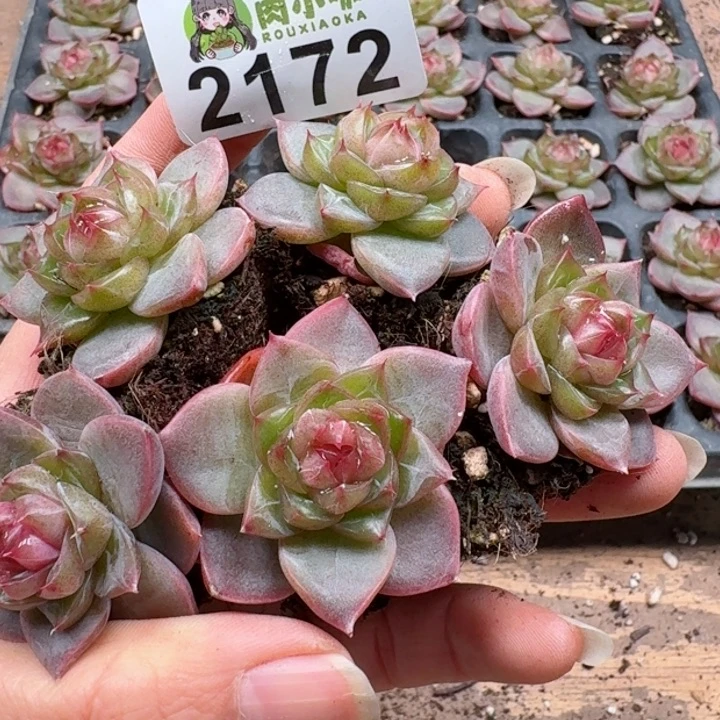 多肉植物多肉植物