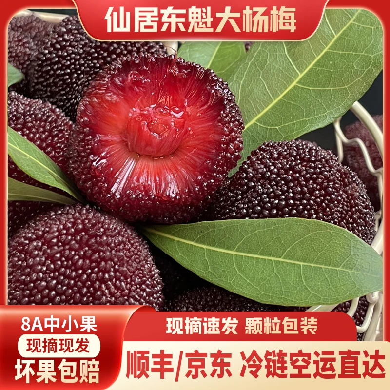 正宗【仙居东魁杨梅】8A中小果冷链空运新鲜凌晨采摘现发礼盒装