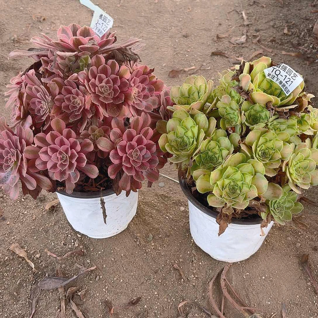 美杜莎韶华多肉植物121-122