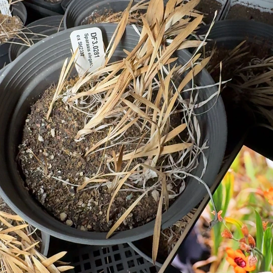 下播福利一个3.0281一盆