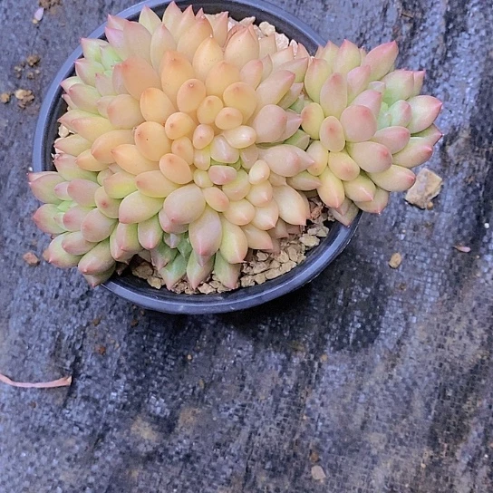无花朵寶*爺岩字多肉植物