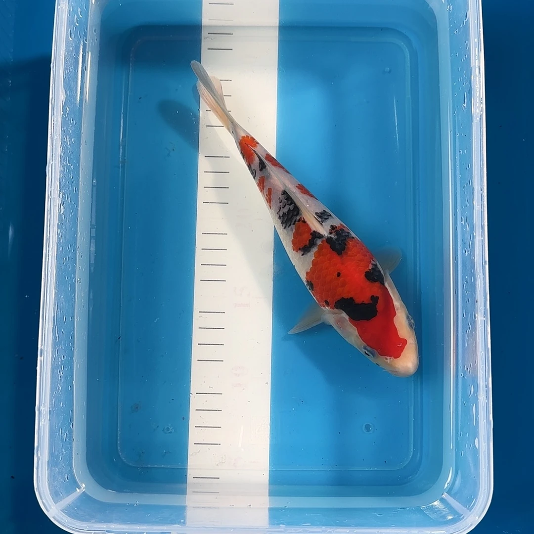 锦鲤渔悦锦鲤三选大正一尾