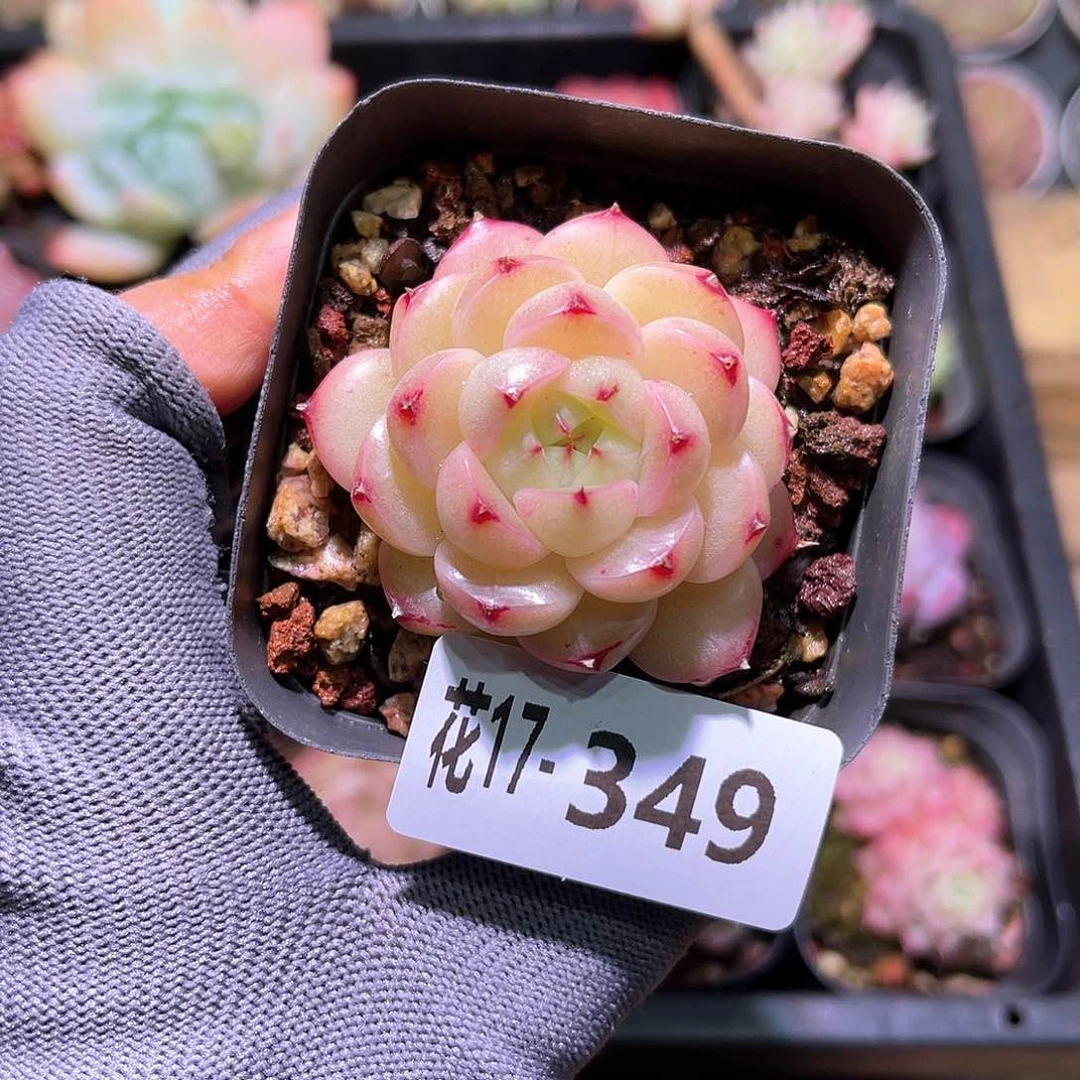 花17-349麦秆单头