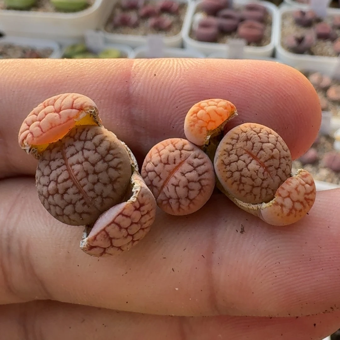 G175红纹拿铁化美曲