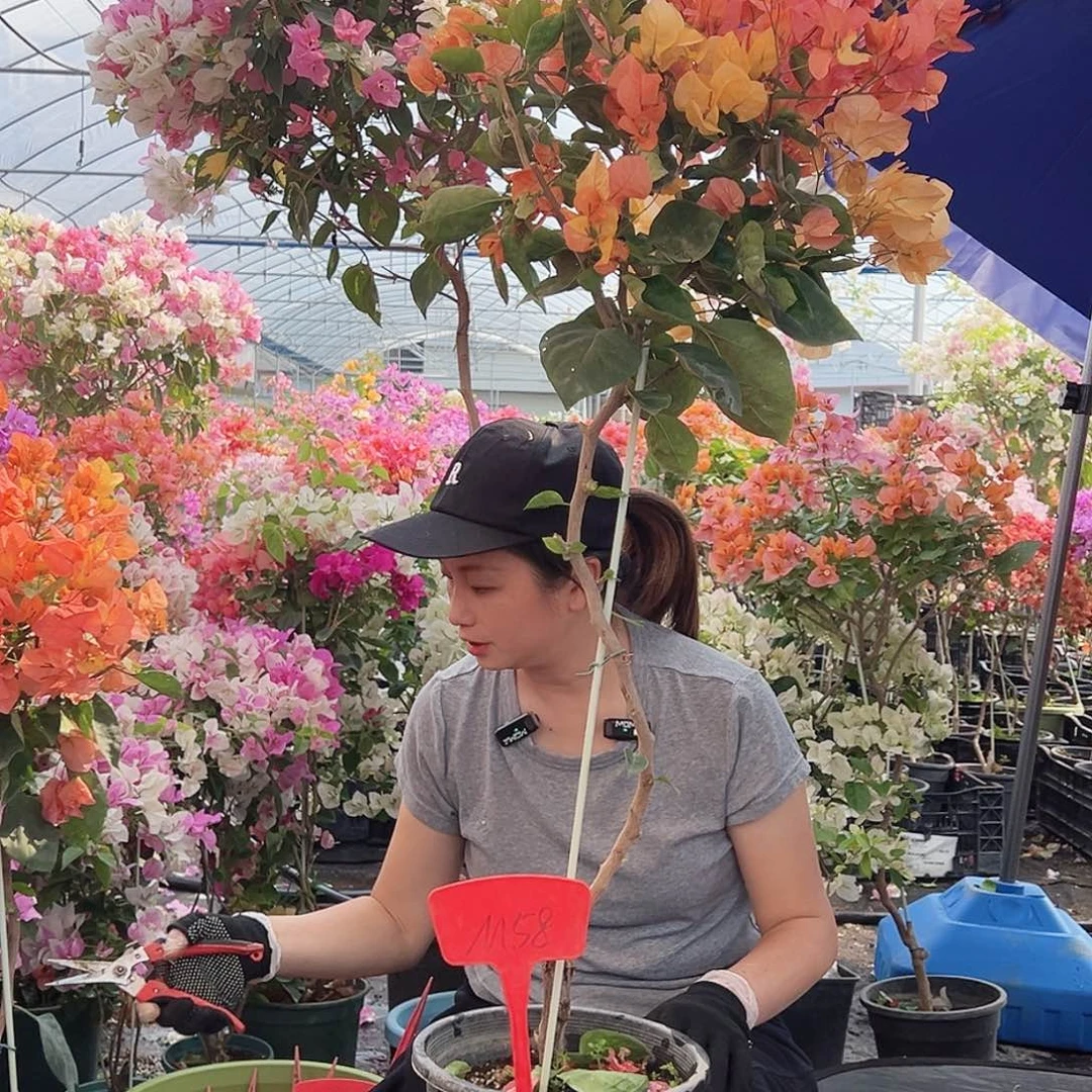 C***位大部分花苞少量开放M58阿达娜