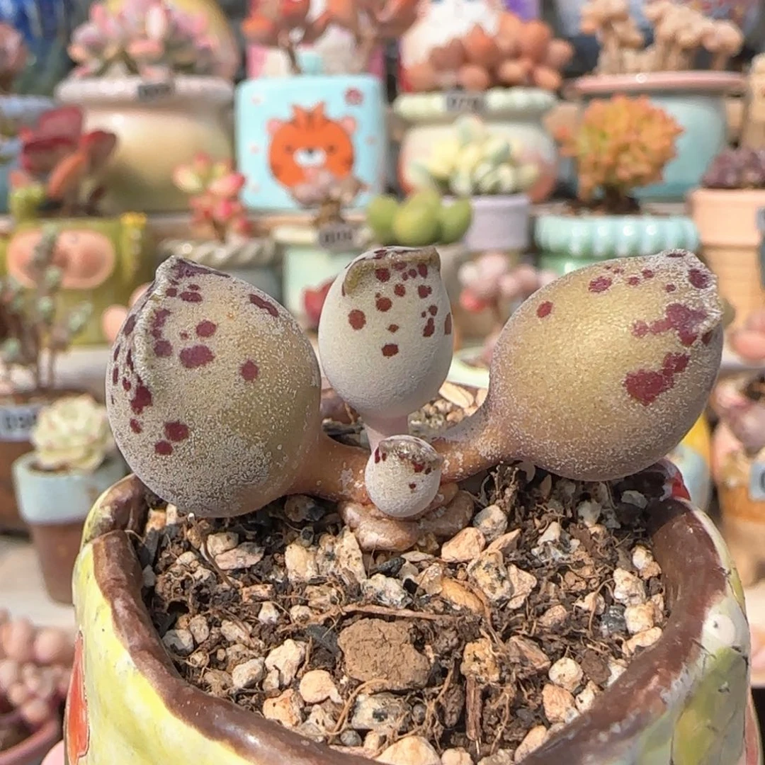 优选 粉丸海豹 一物一拍