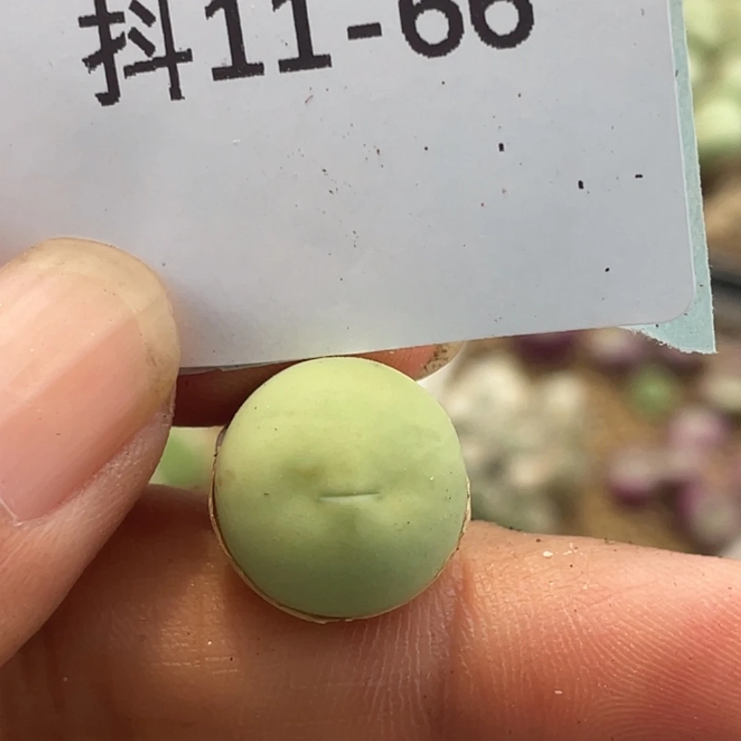 11-66鸽子蛋多肉植物