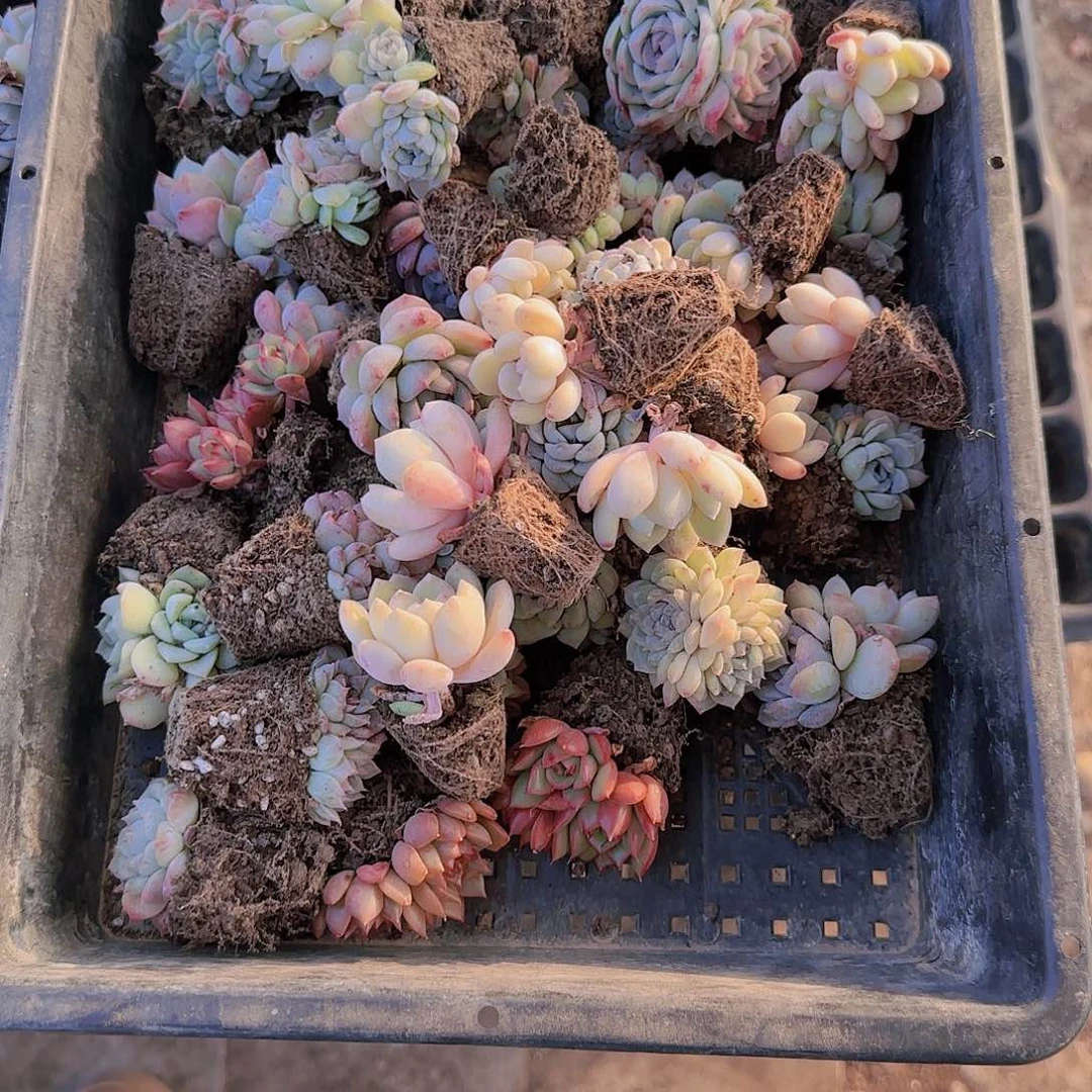 整筐保底25颗以上量拍