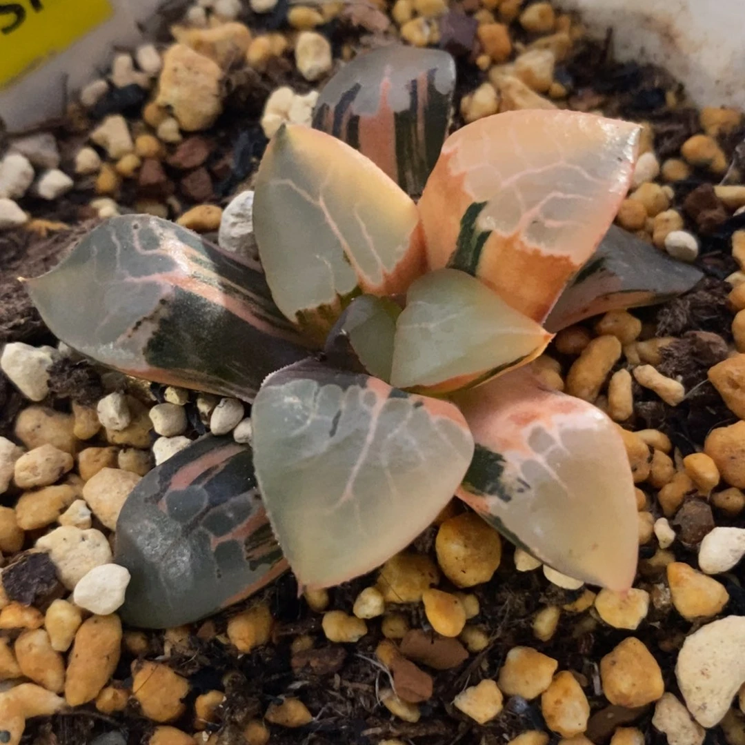 24火凤凰锦一物一拍