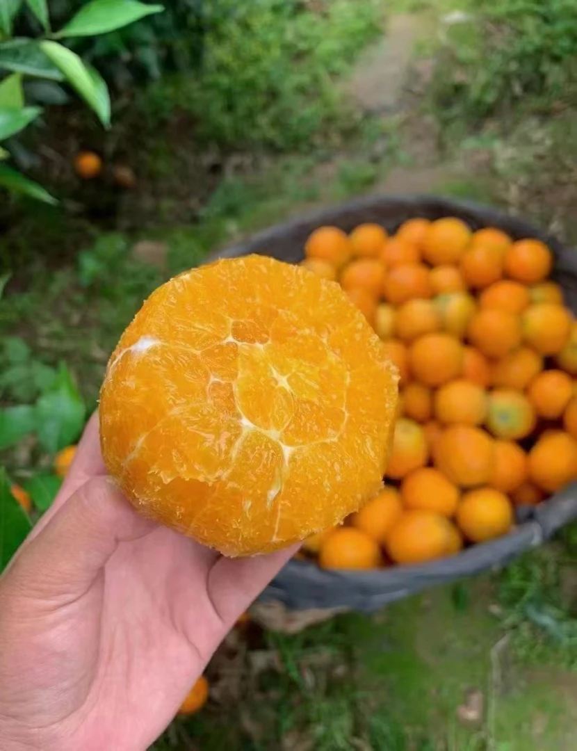 正宗伦晚脐橙当季新鲜现摘现发薄皮橙子应季手剥甜橙孕妇水果整箱