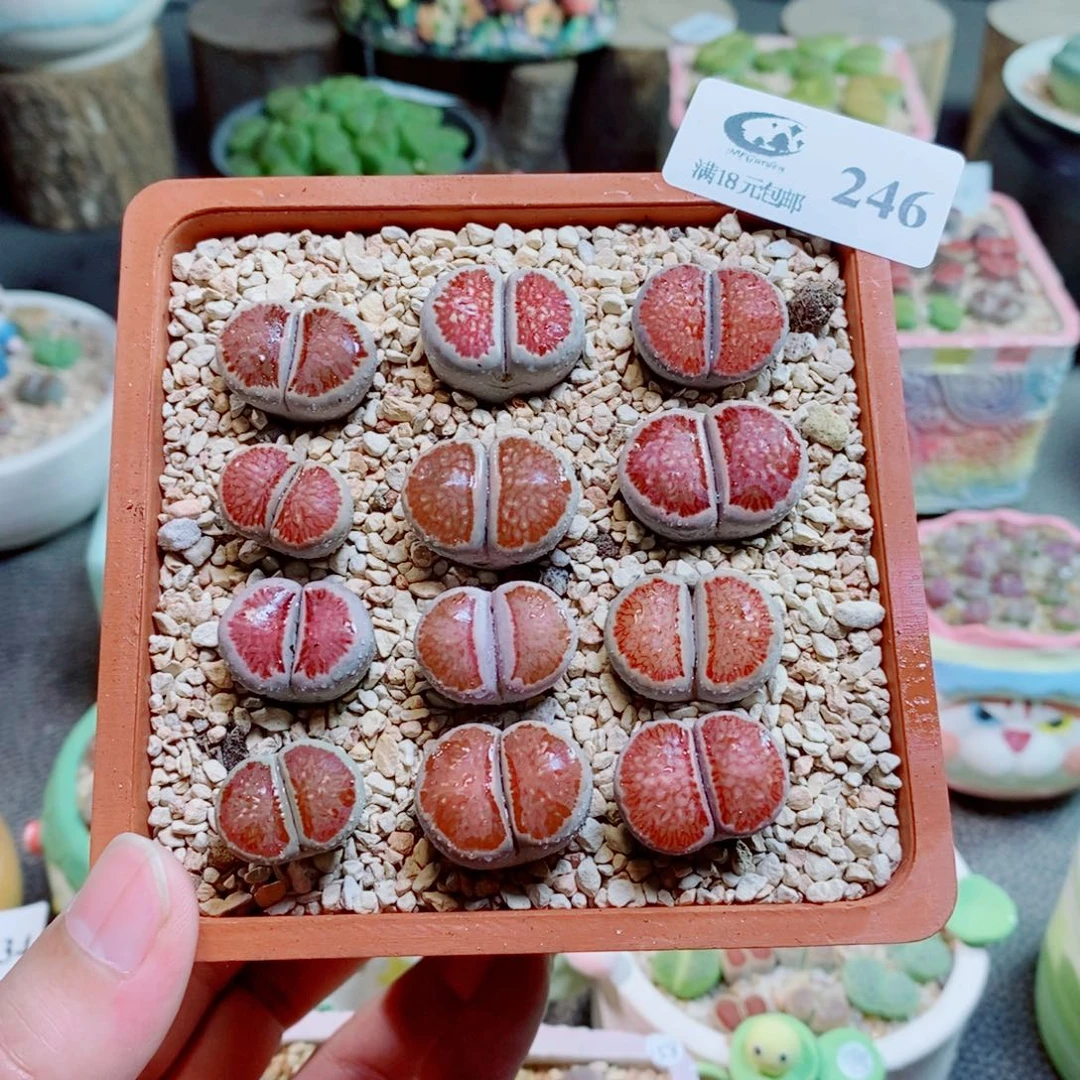 ****菁生石花花花花开了246