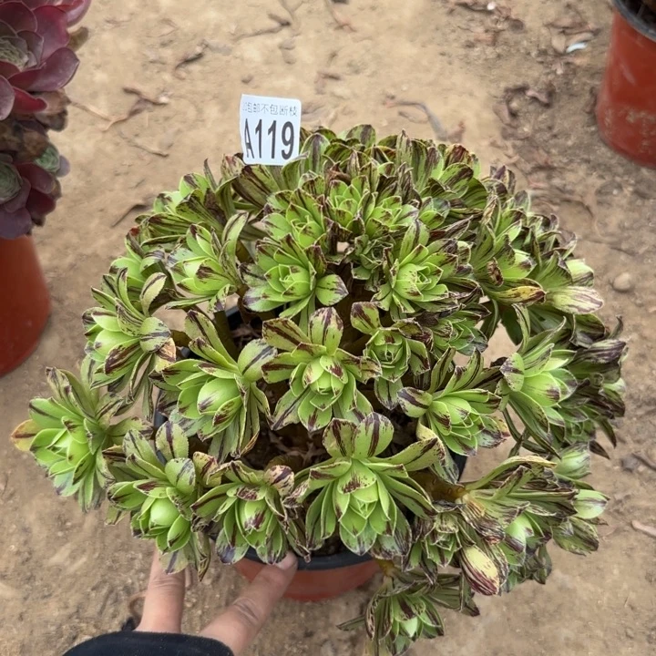 必火……多肉植物……