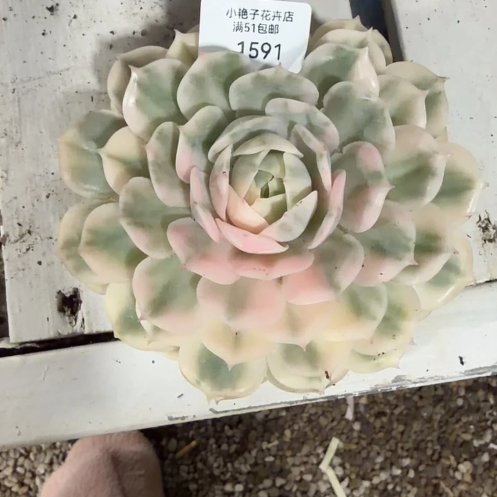 1591昂斯诺锦38包邮