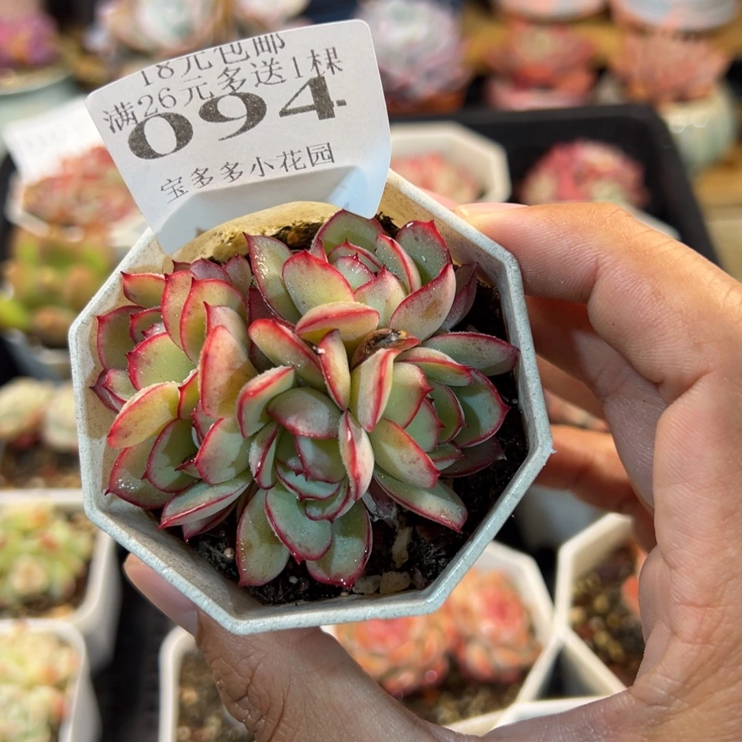 牡丹亭6头群一物一拍多肉满18元包邮明天发货