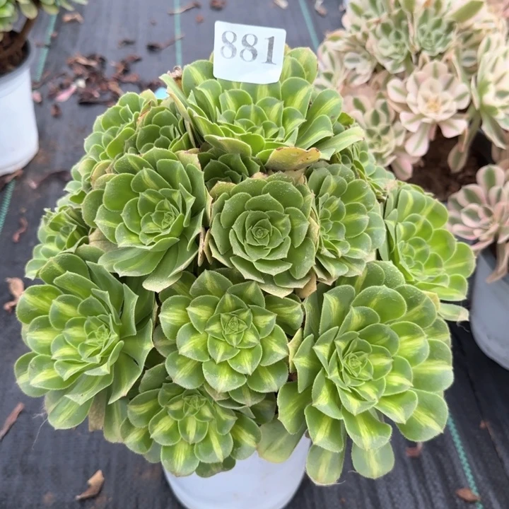 翡翠琉璃法师一颗881