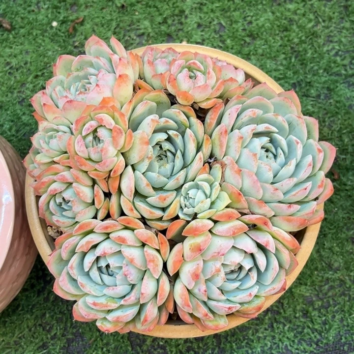 多肉植物一物一拍月影杂