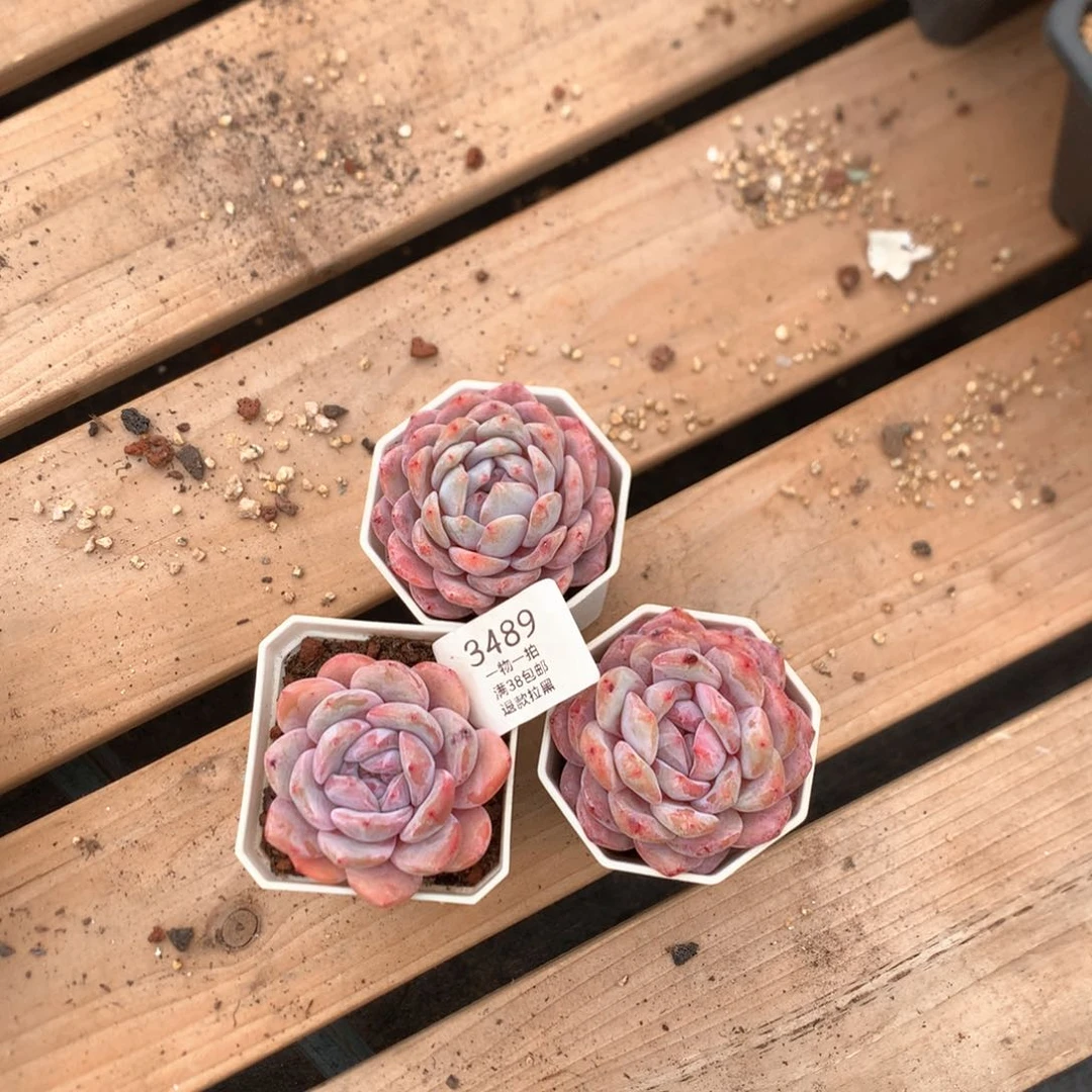 6厘米粉星影三颗3489