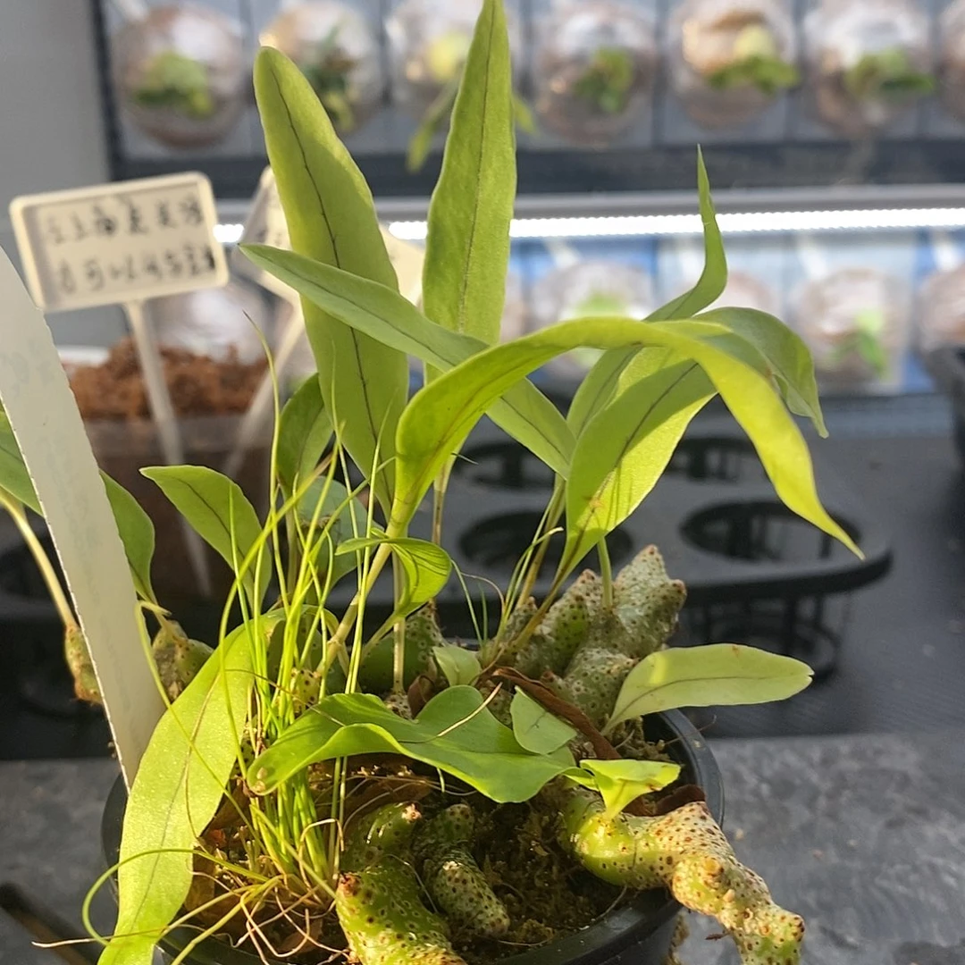 无花朵单叶蚁蕨鹿角蕨