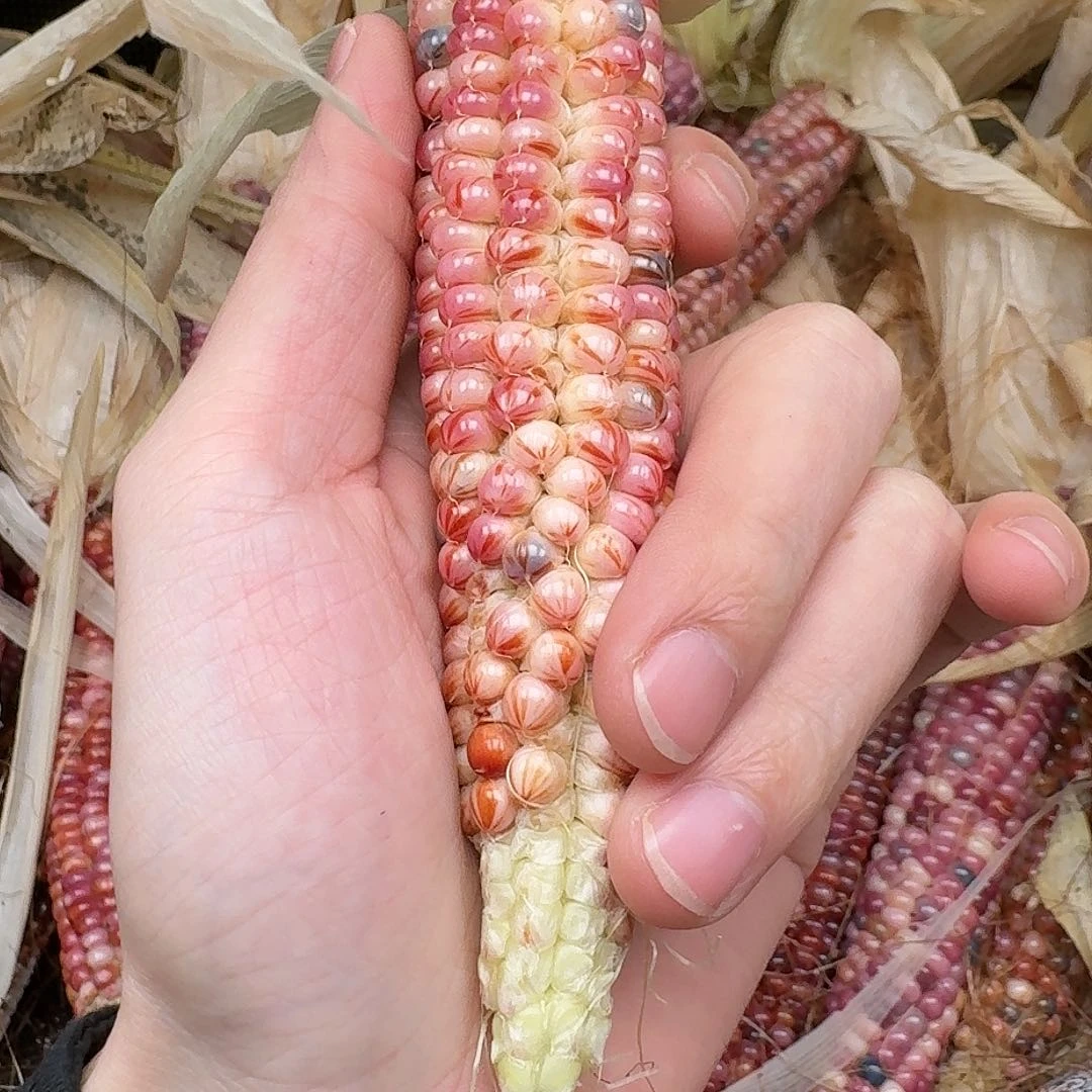 柏香籽/百香籽吊坠拾**柒