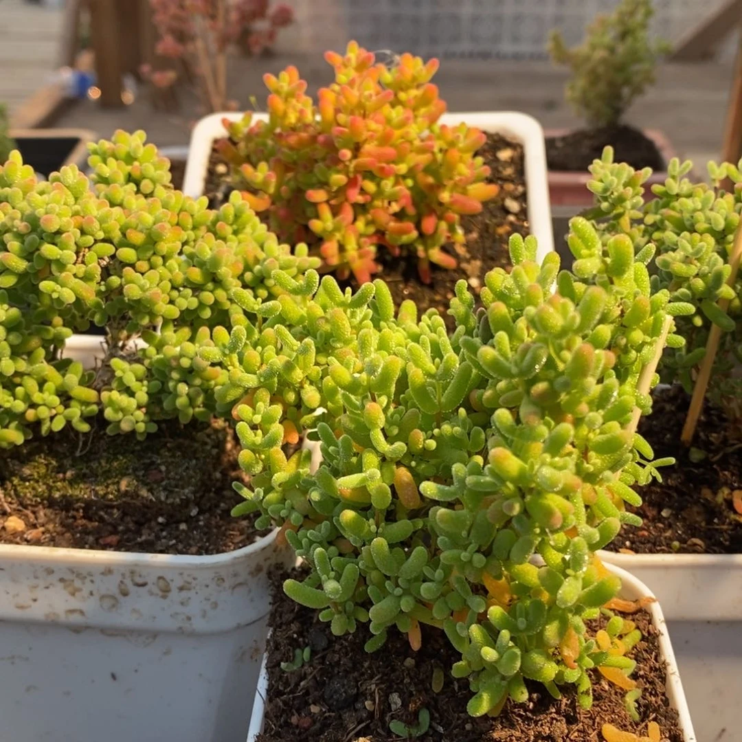 枝干番杏多肉植物122